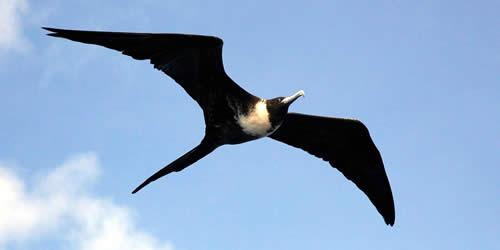 Frigatebird